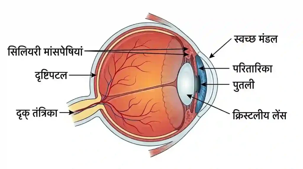 मानव आंख की संरचना - Human Eye (Sensory Organs in Hindi)