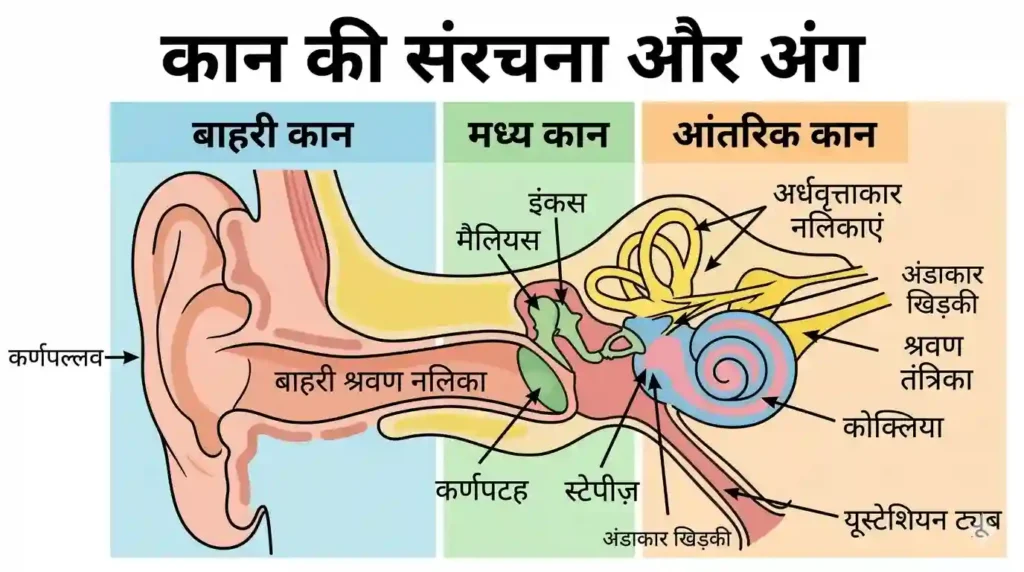 मानव कान की आंतरिक संरचना - Human Ear Diagram in Hindi
