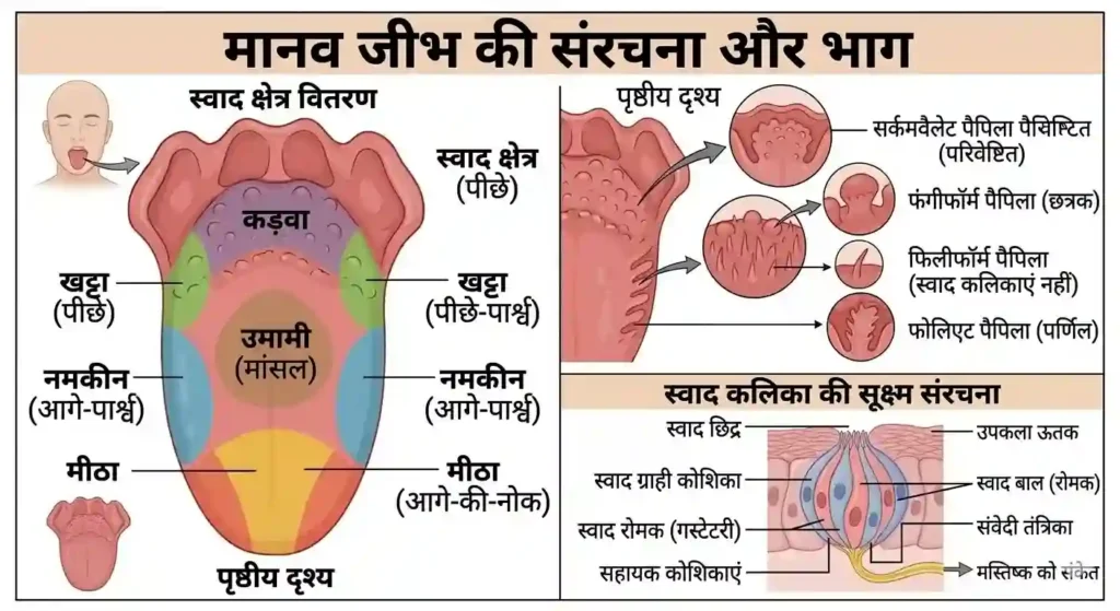 मानव जीभ और स्वाद कलिकाएं - Human Tongue in Hindi