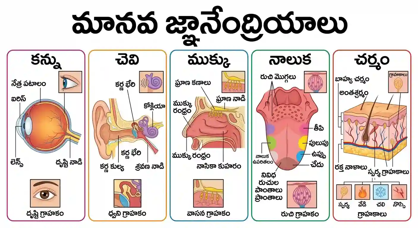 మానవ జ్ఞానేంద్రియాలు (5 Sensory Organs in Telugu) - కన్ను, చెవి, ముక్కు, నాలుక, చర్మం మరియు వాటి అంతర్గత నిర్మాణం చూపే చిత్రం.