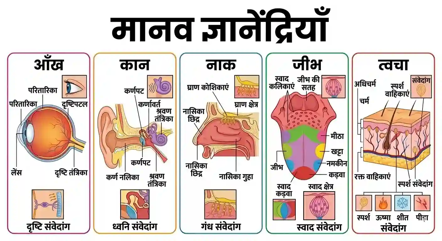 मानव शरीर की 5 ज्ञानेंद्रियां - Sensory Organs