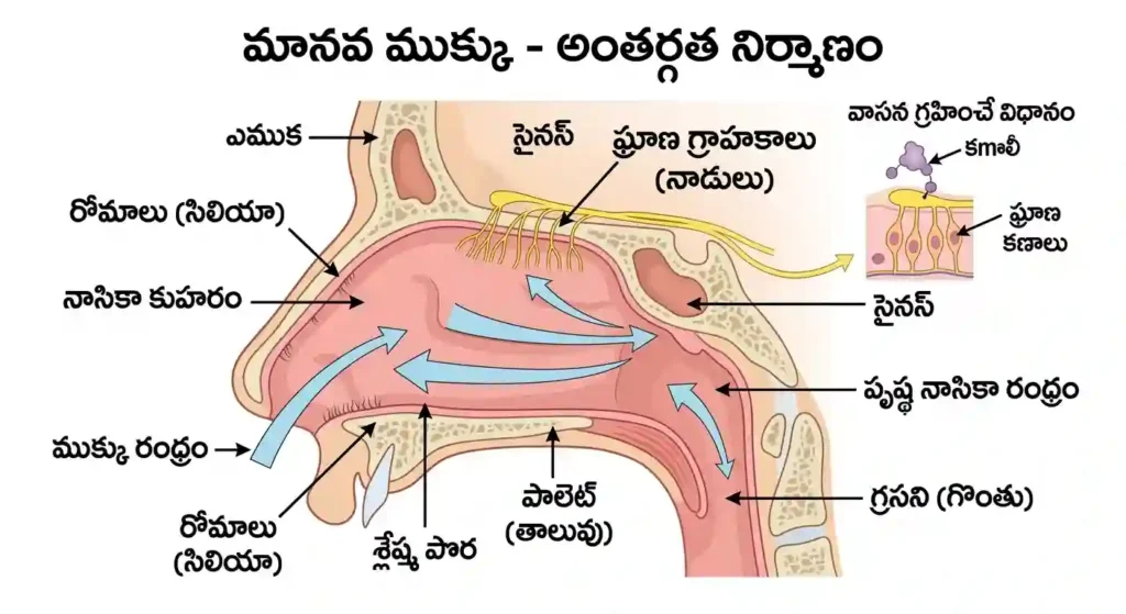 మానవ ముక్కు అంతర్గత నిర్మాణం మరియు గ్రాహకాలు - Human Nose Structure in Telugu