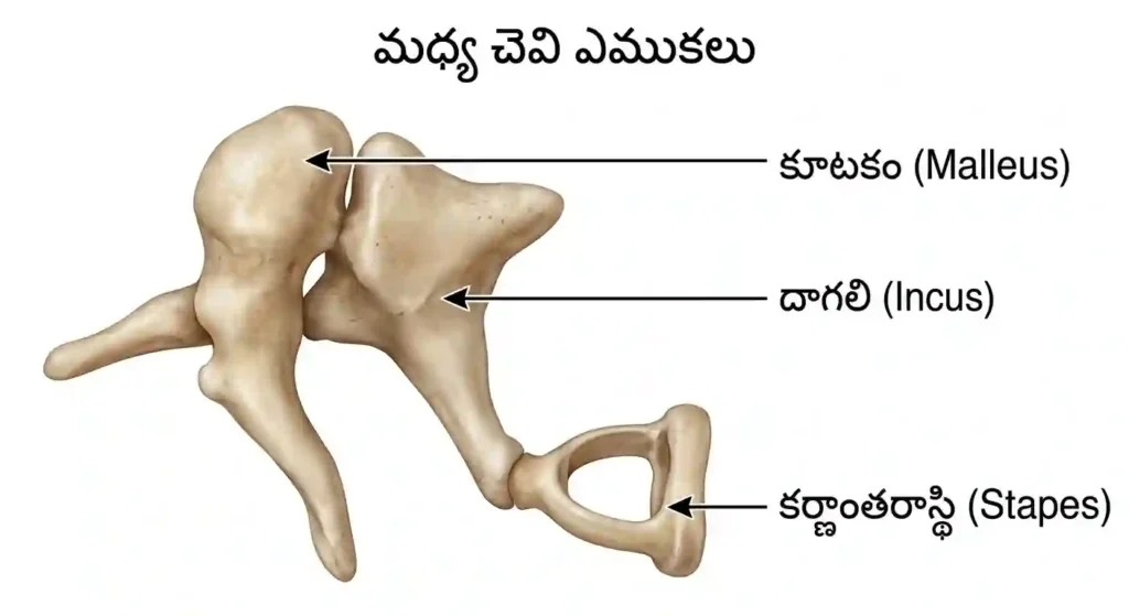 Human Ear Bits in Telugu Part 1 | మధ్య చెవి ఎముకలు కూటకం, దాగలి, కర్ణాంతరాస్థి