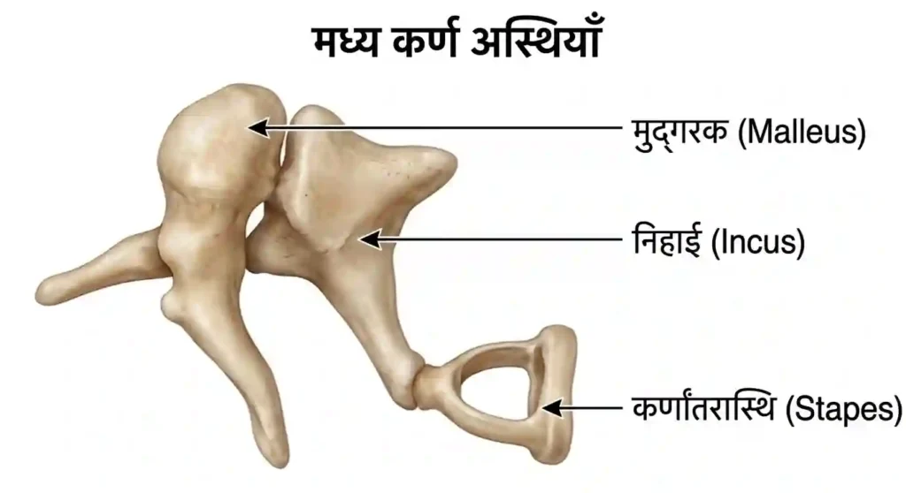 Human Ear MCQs in Hindi Part 1 | Middle Ear Bones