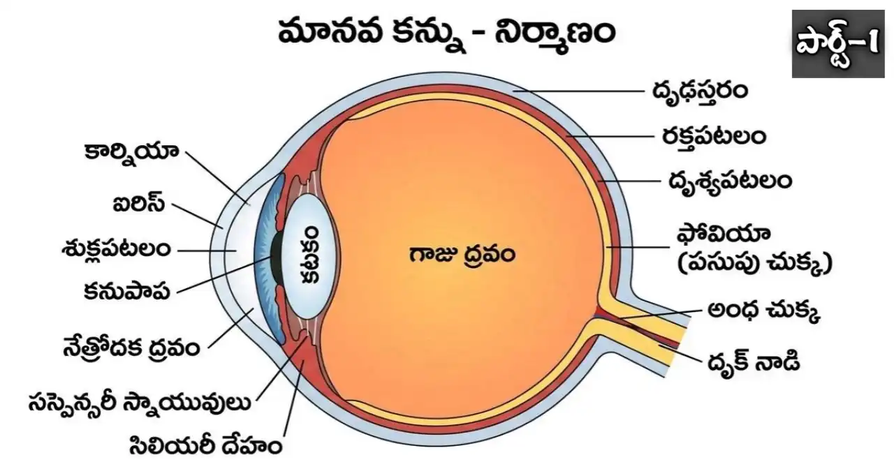 Human Eye MCQs in Telugu