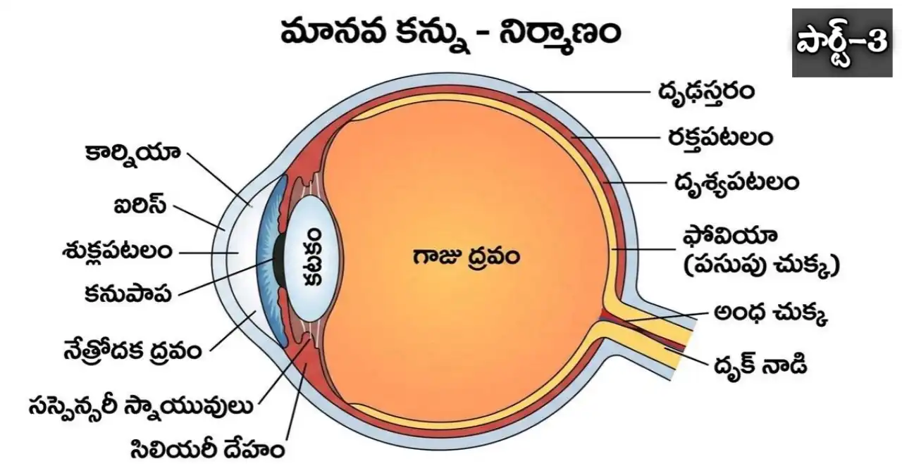Human Eye MCQs in Telugu Part 3
