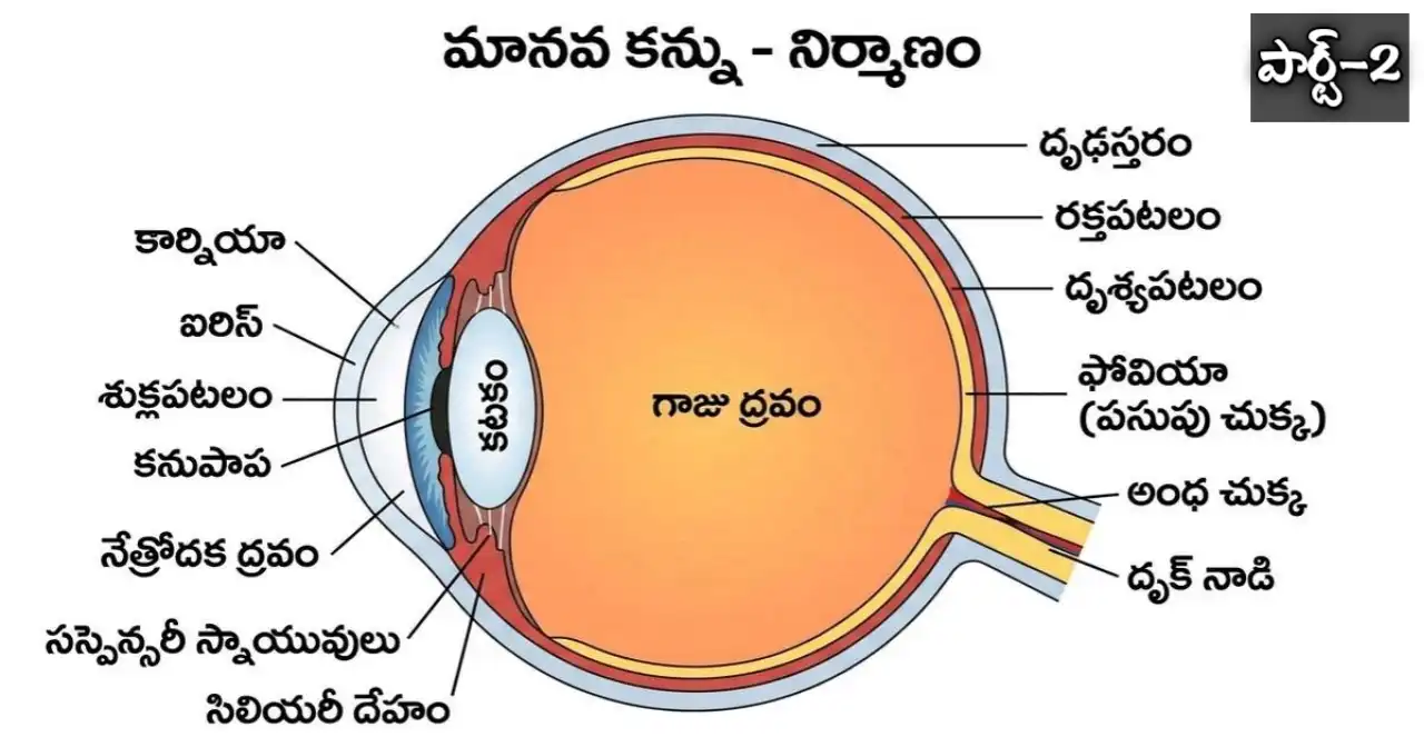 Human Eye Practice Bits in Telugu