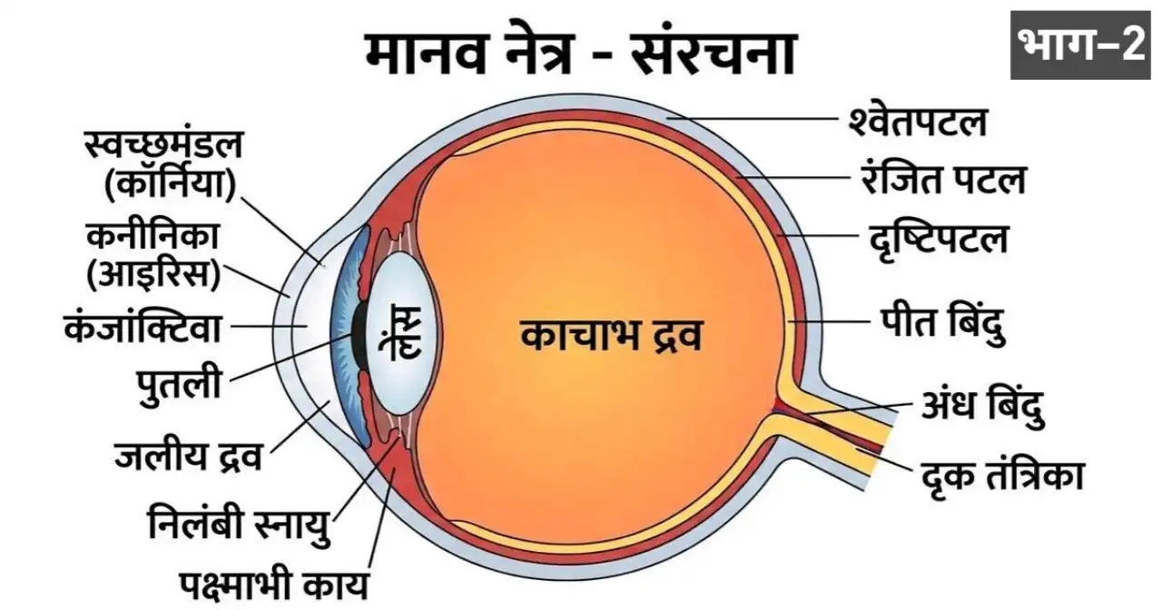 Human Eye Objective Questions in Hindi