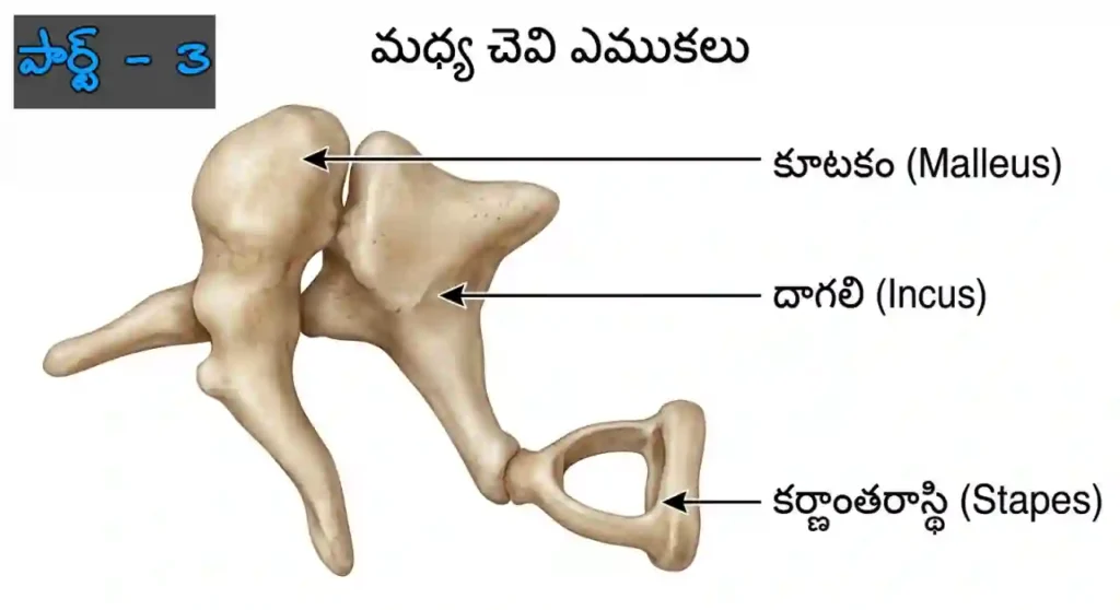 మానవ చెవి | Human Ear Top Questions in Telugu Part 3
