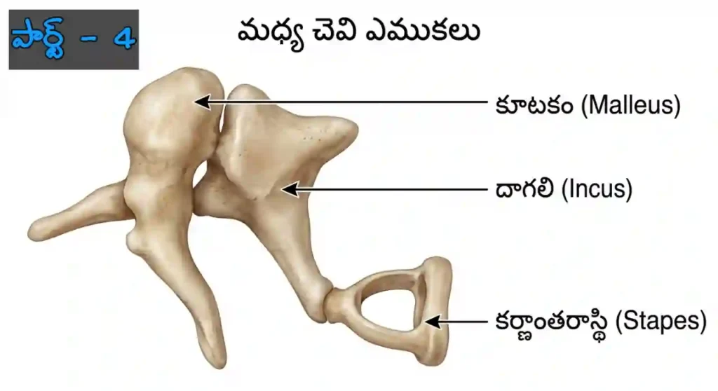 మానవ చెవి | Human Ear Practice Bits in Telugu Part 4