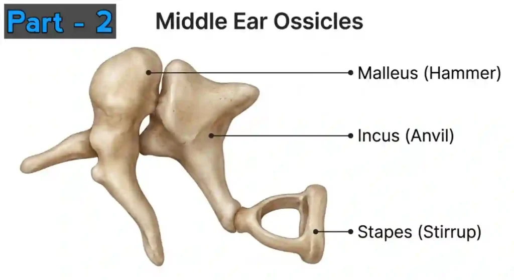 Human Ear Structure and Parts MCQs | Human Ear Objective Part 2