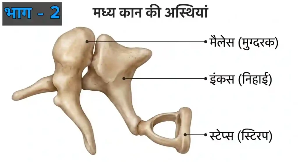 मानव कान के भाग | Human Ear Biology Hindi Part 2