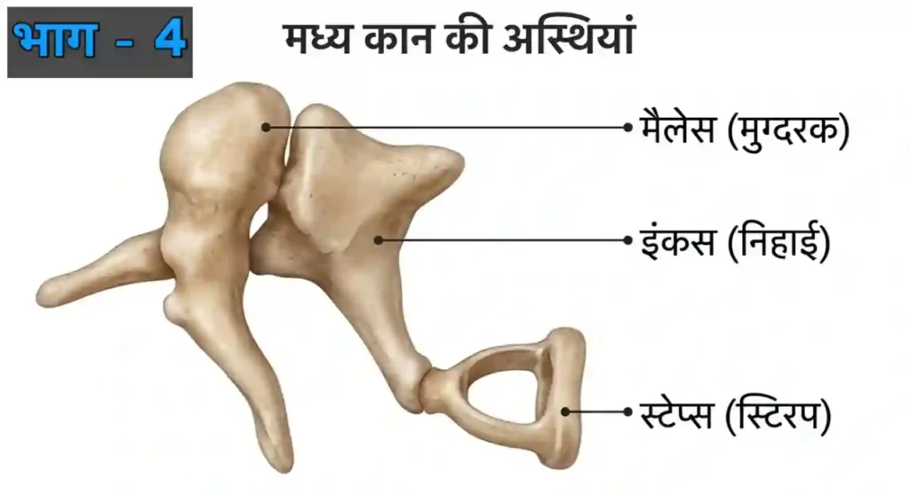 कान के रोग और देखभाल | Human Ear Anatomy Hindi Part 4