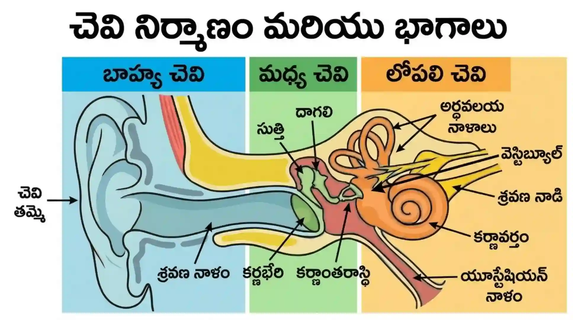 Human Ear Bits in Telugu Part 1 | మానవ చెవి నిర్మాణం - భాగాలు