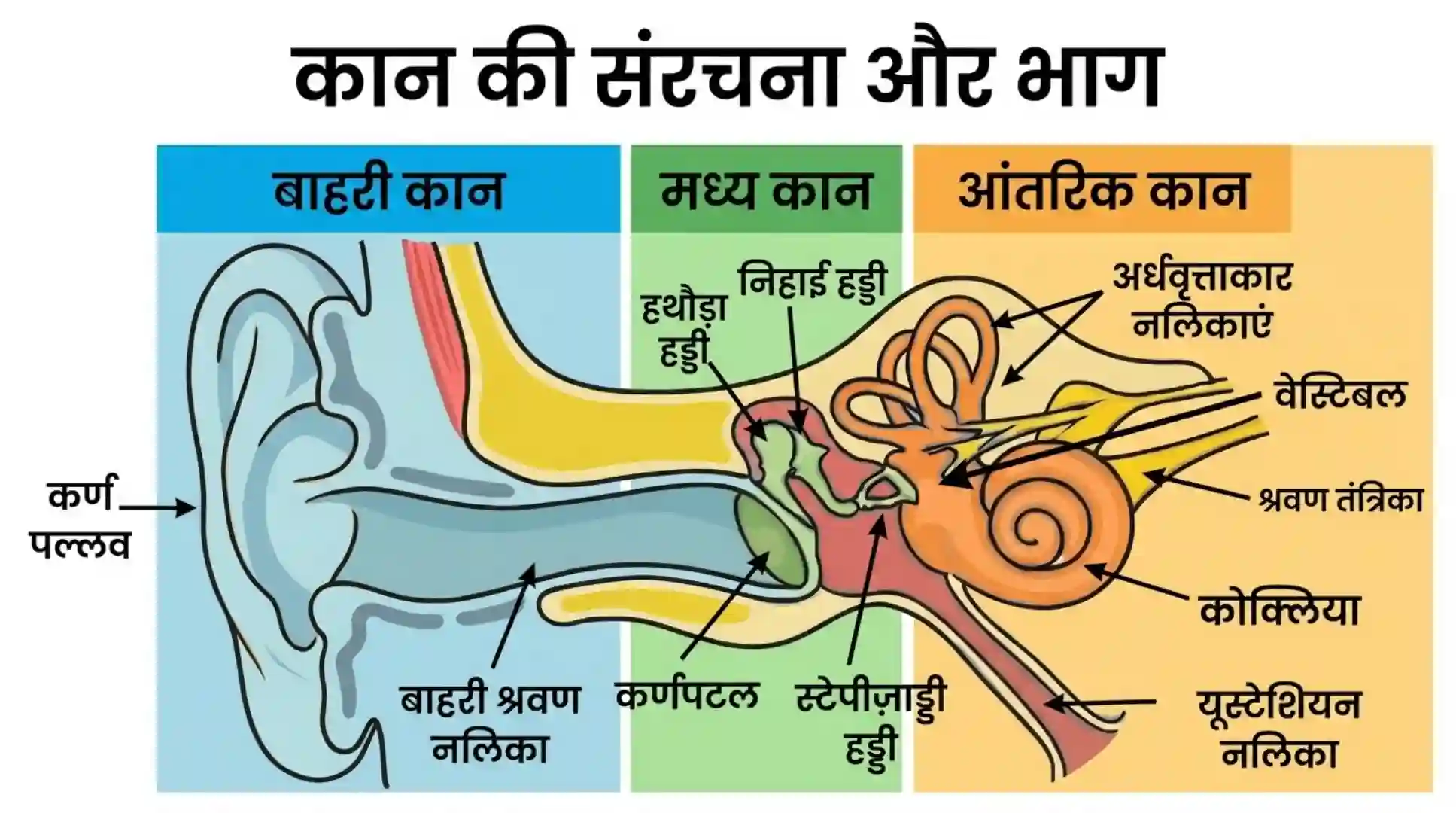 Human Ear MCQs in Hindi Part 1