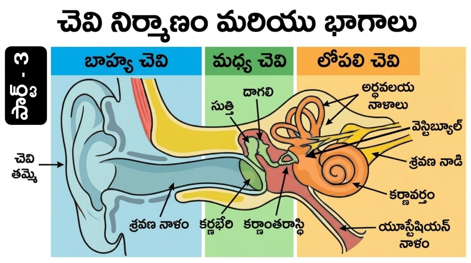 మానవ చెవి నిర్మాణం - భాగాలు | Human Ear Top Questions in Telugu Part 3