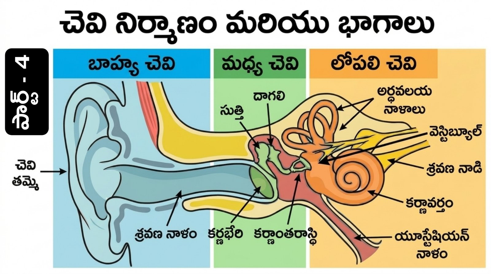మానవ చెవి నిర్మాణం - భాగాలు | Human Ear Practice Bits in Telugu Part 4
