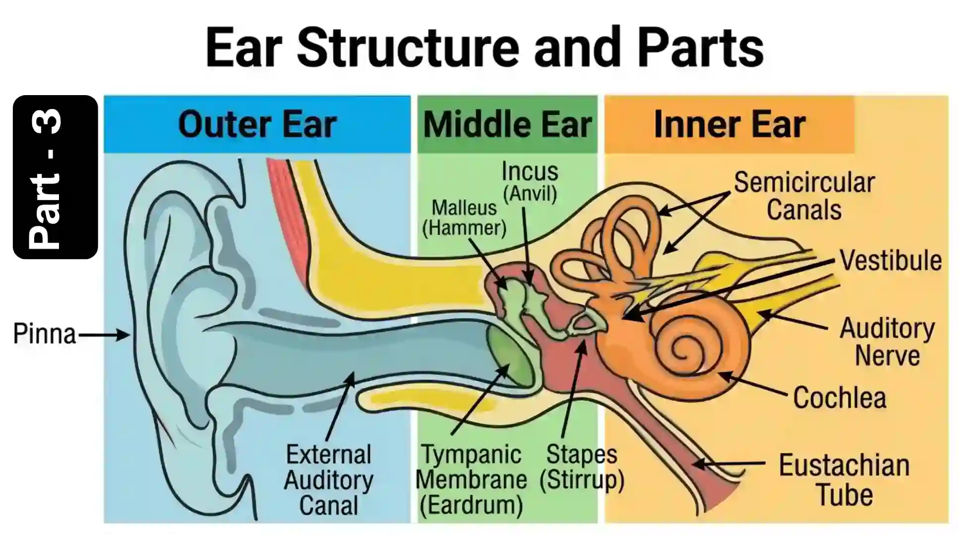 Structure of Human Ear Part 3 | Inner Ear Anatomy and Cochlea MCQs