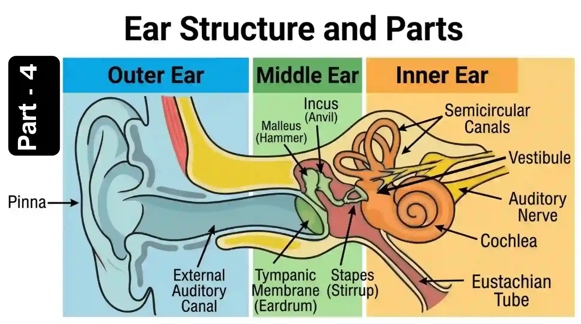 Ear Disorders and Sound Intensity MCQs | Human Ear Anatomy Part 4