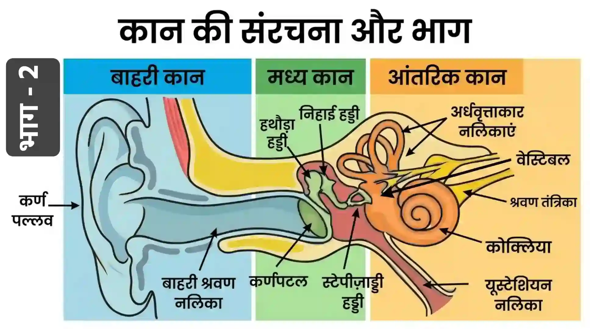 Human Ear Biology Hindi Part 2 | मानव कान की संरचना और भाग