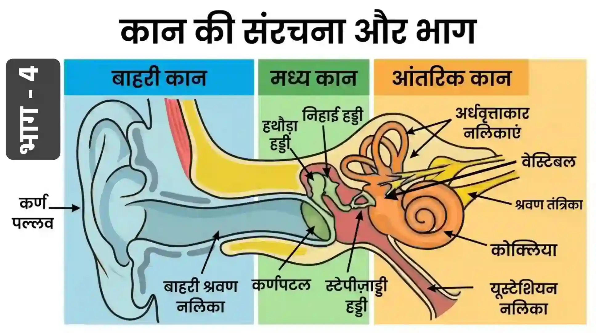 कान के रोग और देखभाल | Human Ear Anatomy Hindi Part 4