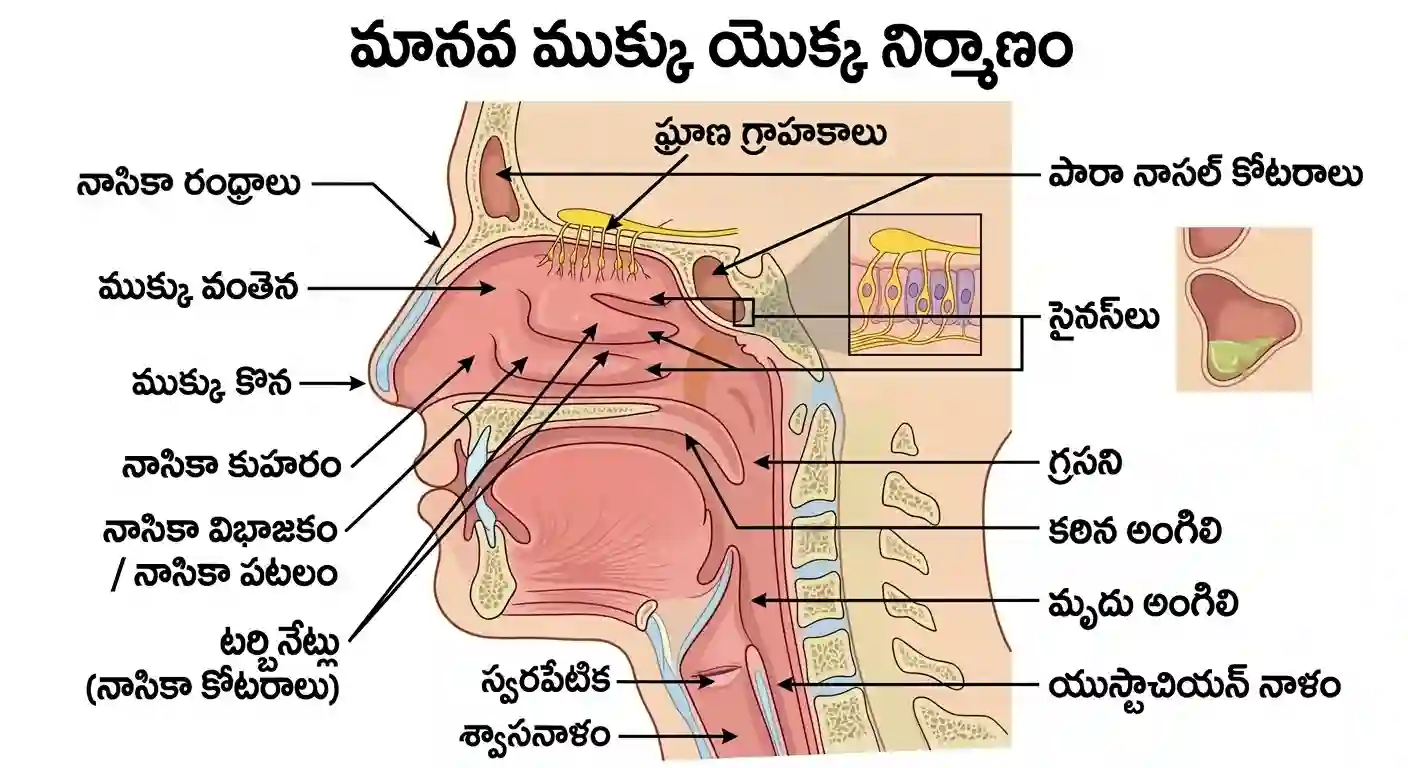 మానవ ఘ్రాణ వ్యవస్థ | Human Olfactory System MCQ Telugu