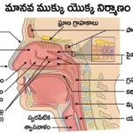 ముక్కుకు వచ్చే సాధారణ వ్యాధులు మరియు లక్షణాలు | Human Nose Diseases MCQ Telugu
