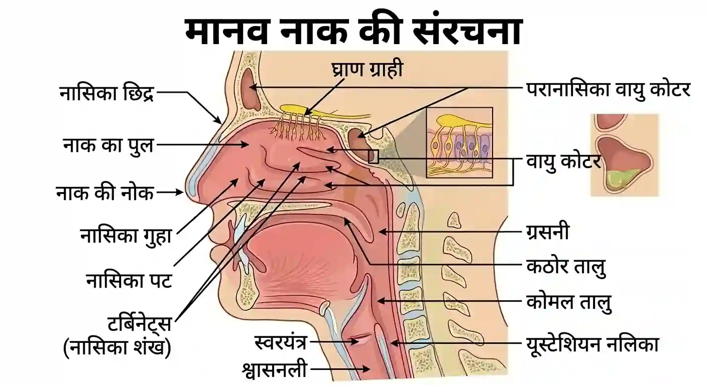 नाक गुहा और मुख्य भाग (Nasal Cavity) | Nasal Cavity Turbinates MCQ Hindi