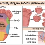 Tongue Structure MCQs Telugu | నాలుక భాగాలు జీవశాస్త్రం