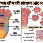 मानव जीभ की संरचना और मुख्य भाग | tongue structure mcqs hindi