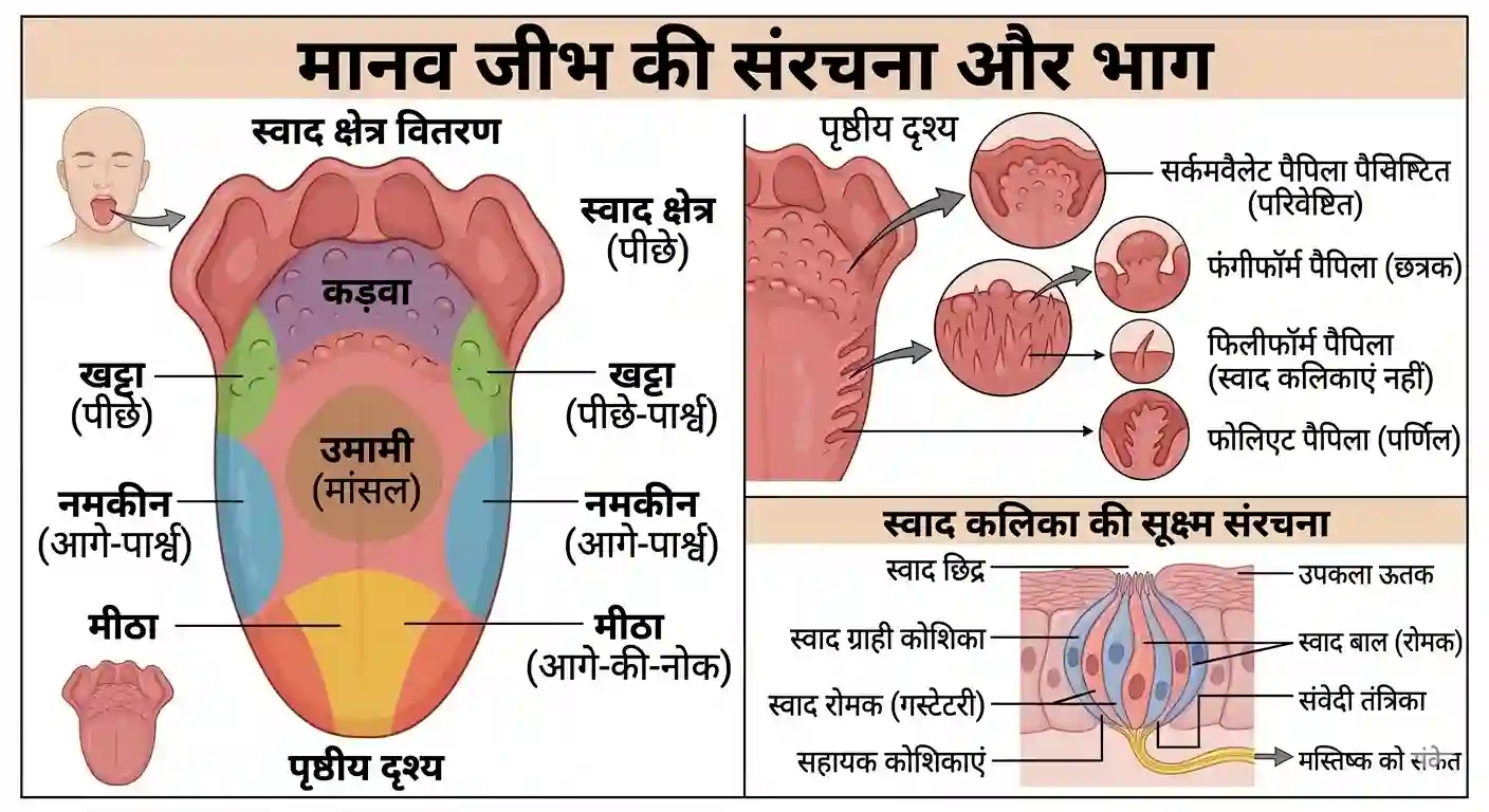 मानव जीभ की संरचना और मुख्य भाग | tongue structure mcqs hindi