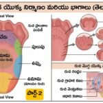 నాలుక రుచి మొగ్గలు పాపిల్లే | tongue taste buds mcqs telugu