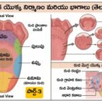 అంతర్గత బాహ్య కండరాల విధులు | Tongue Muscles MCQs in Telugu