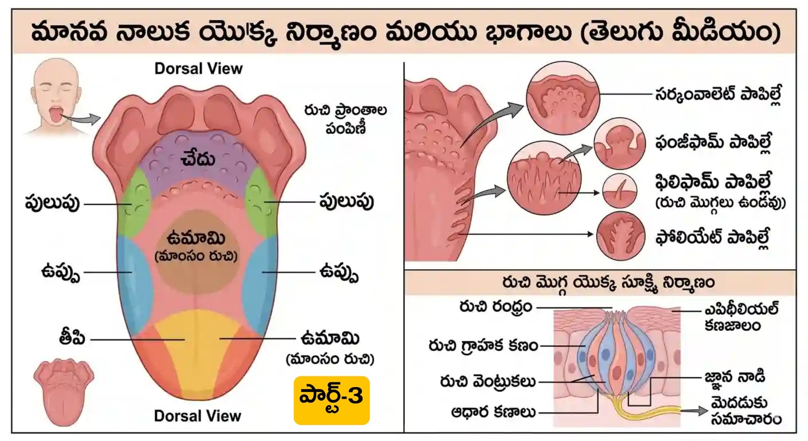 అంతర్గత బాహ్య కండరాల విధులు | Tongue Muscles MCQs in Telugu