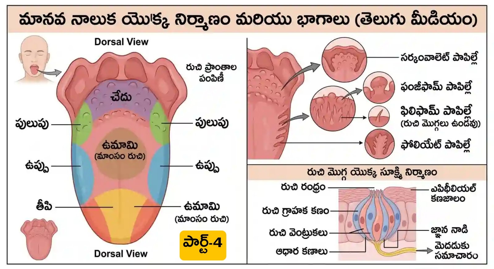 నాలుక నాడులు రక్త నాళాలు | Tongue Nerves MCQs in Telugu