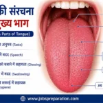 जीभ पपिला और स्वाद कलिकाएं | tongue taste buds mcqs hindi