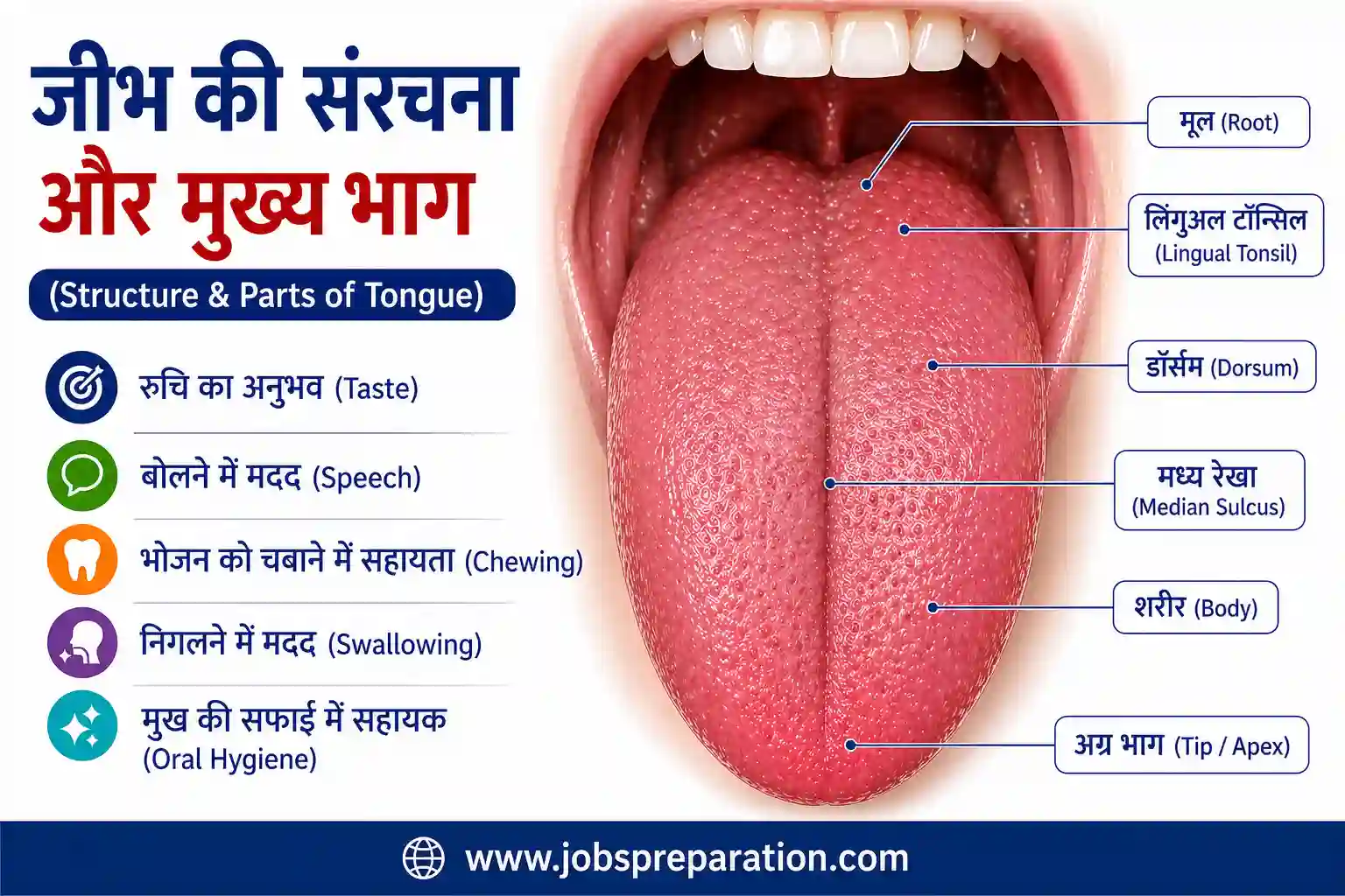 जीभ पपिला और स्वाद कलिकाएं | tongue taste buds mcqs hindi