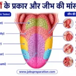 मानव जीभ स्वाद और मांसपेशियां | tongue muscles mcqs in hindi