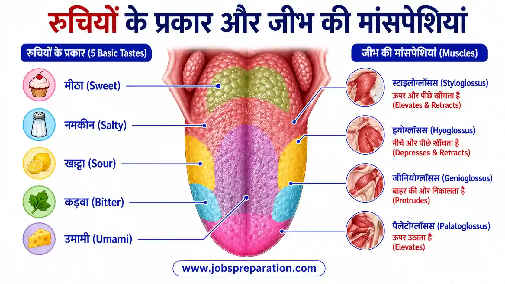 मानव जीभ स्वाद और मांसपेशियां | tongue muscles mcqs in hindi