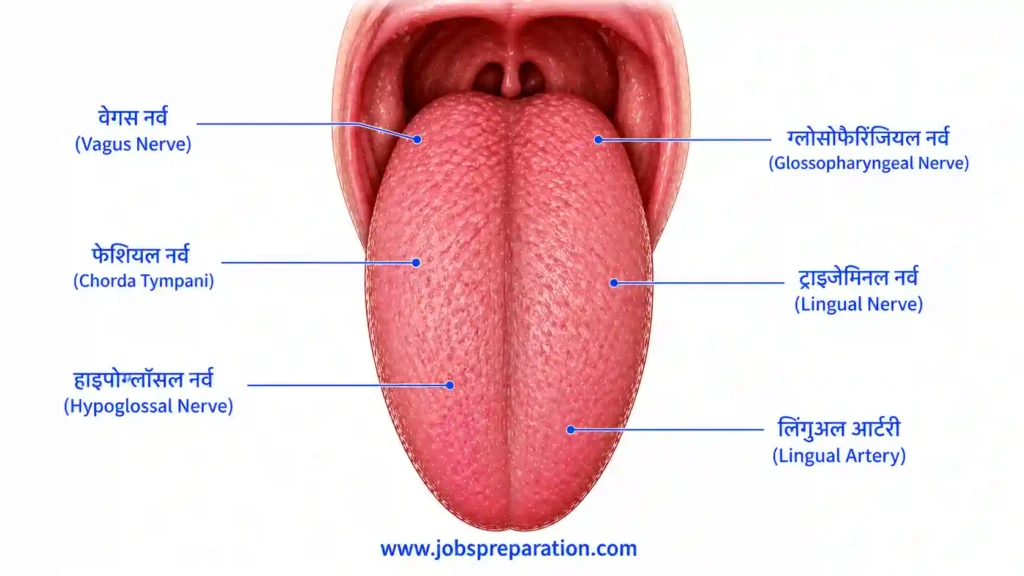 जीभ तंत्रिका और रक्त आपूर्ति | tongue nerves mcqs in hindi
