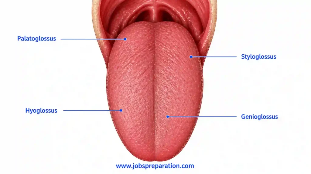 मानव जीभ स्वाद और मांसपेशियां | tongue muscles mcqs in hindi
