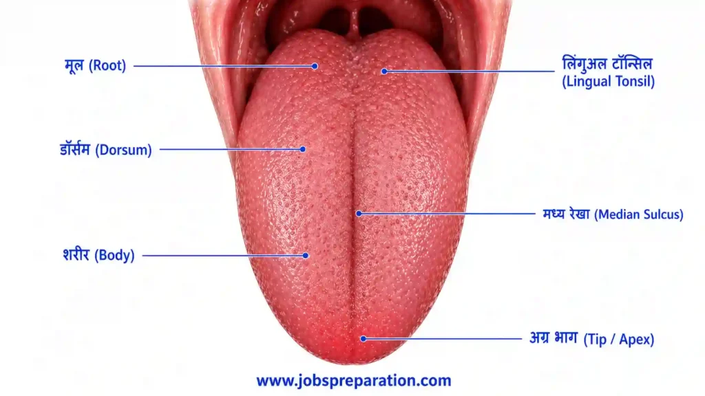 मानव जीभ की संरचना और मुख्य भाग | tongue structure mcqs hindi