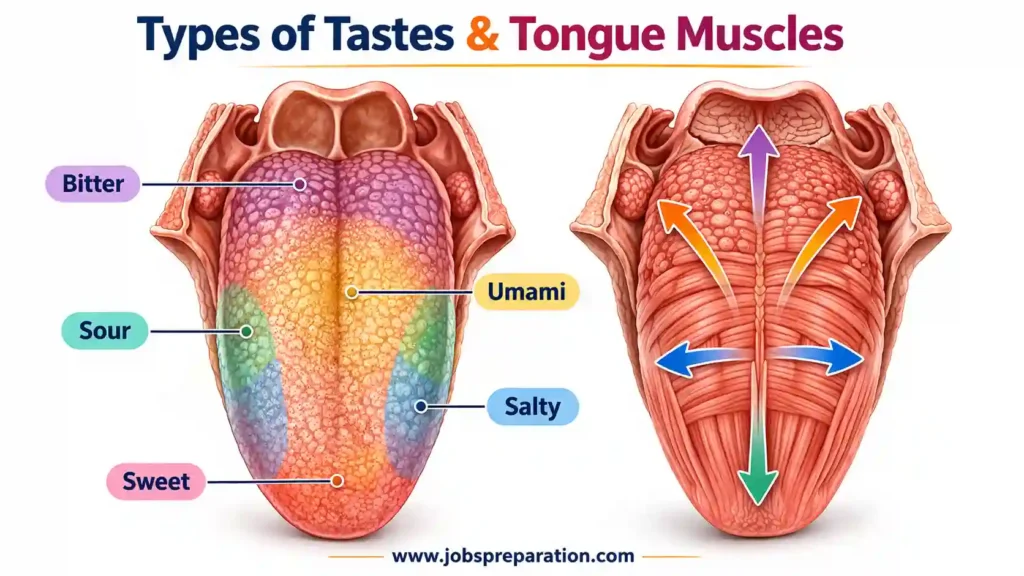అంతర్గత బాహ్య కండరాల విధులు | Tongue Muscles MCQs in Telugu