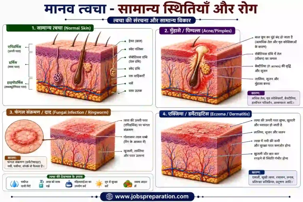 त्वचा ग्रंथियां स्वेद और सीबेसियस ग्रंथियां | human skin structure mcq hindi part 4