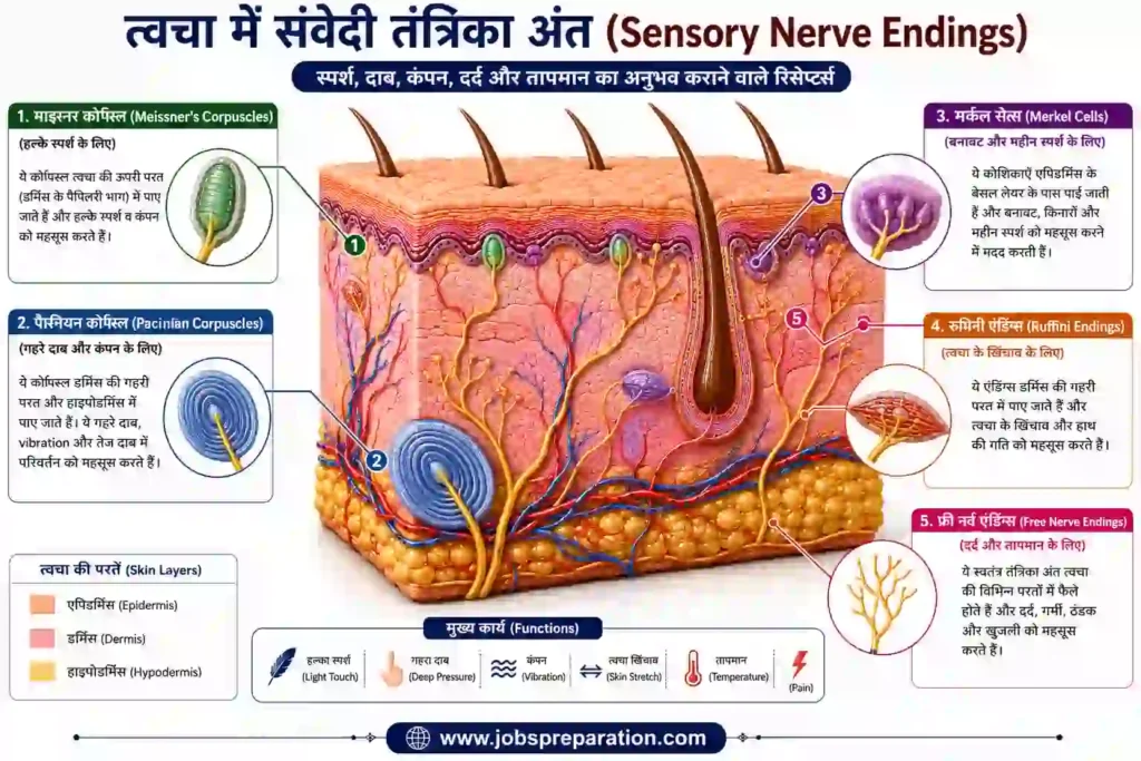 त्वचा संवेदी रिसेप्टर्स और कार्य | human skin structure mcq hindi part 5