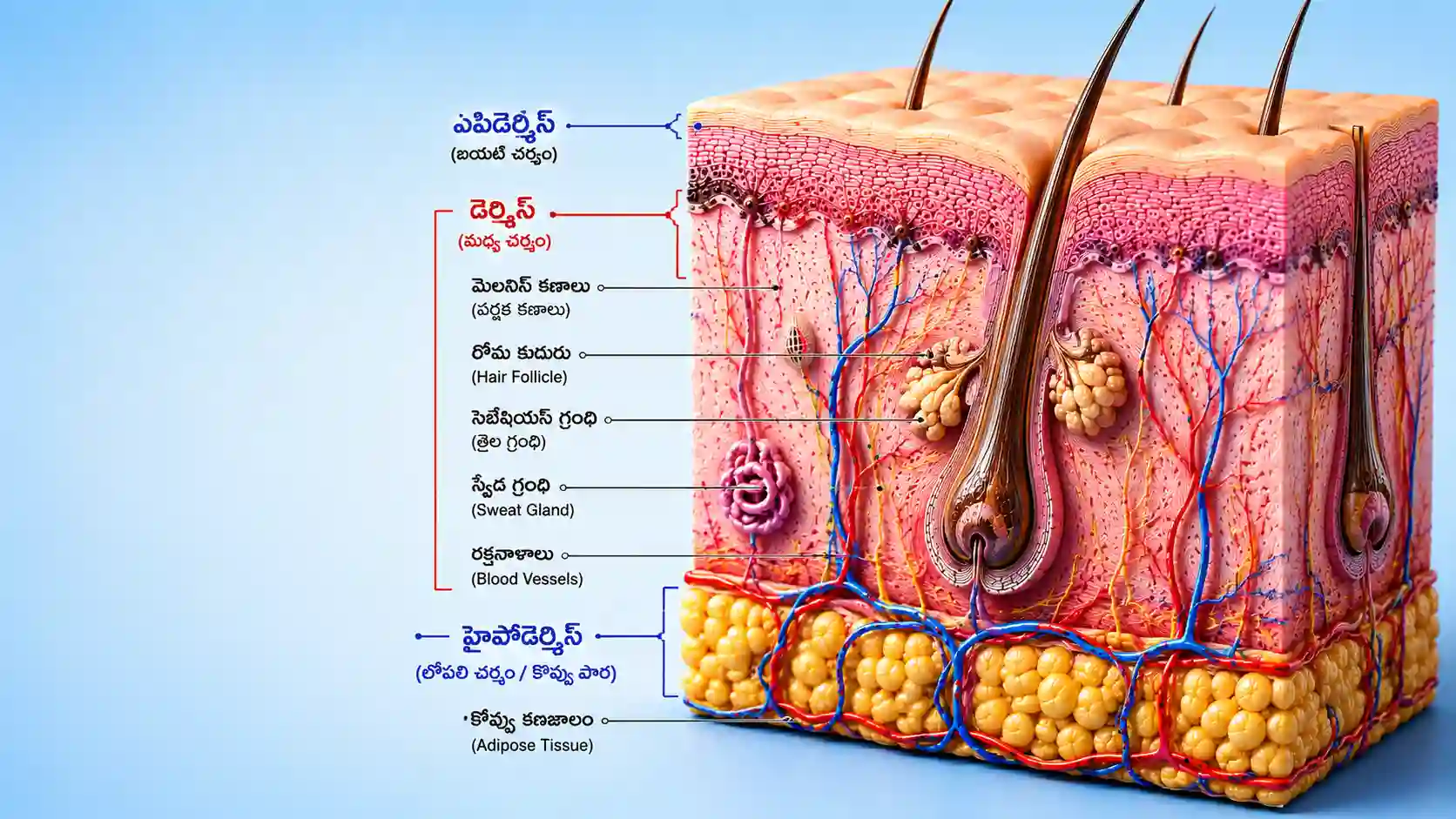 మానవ చర్మం నిర్మాణం పార్ట్ 2 | human skin structure mcq telugu part 2