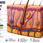 डर्मिस और हाइपोडर्मिस परतें | human skin structure mcq hindi part 2
