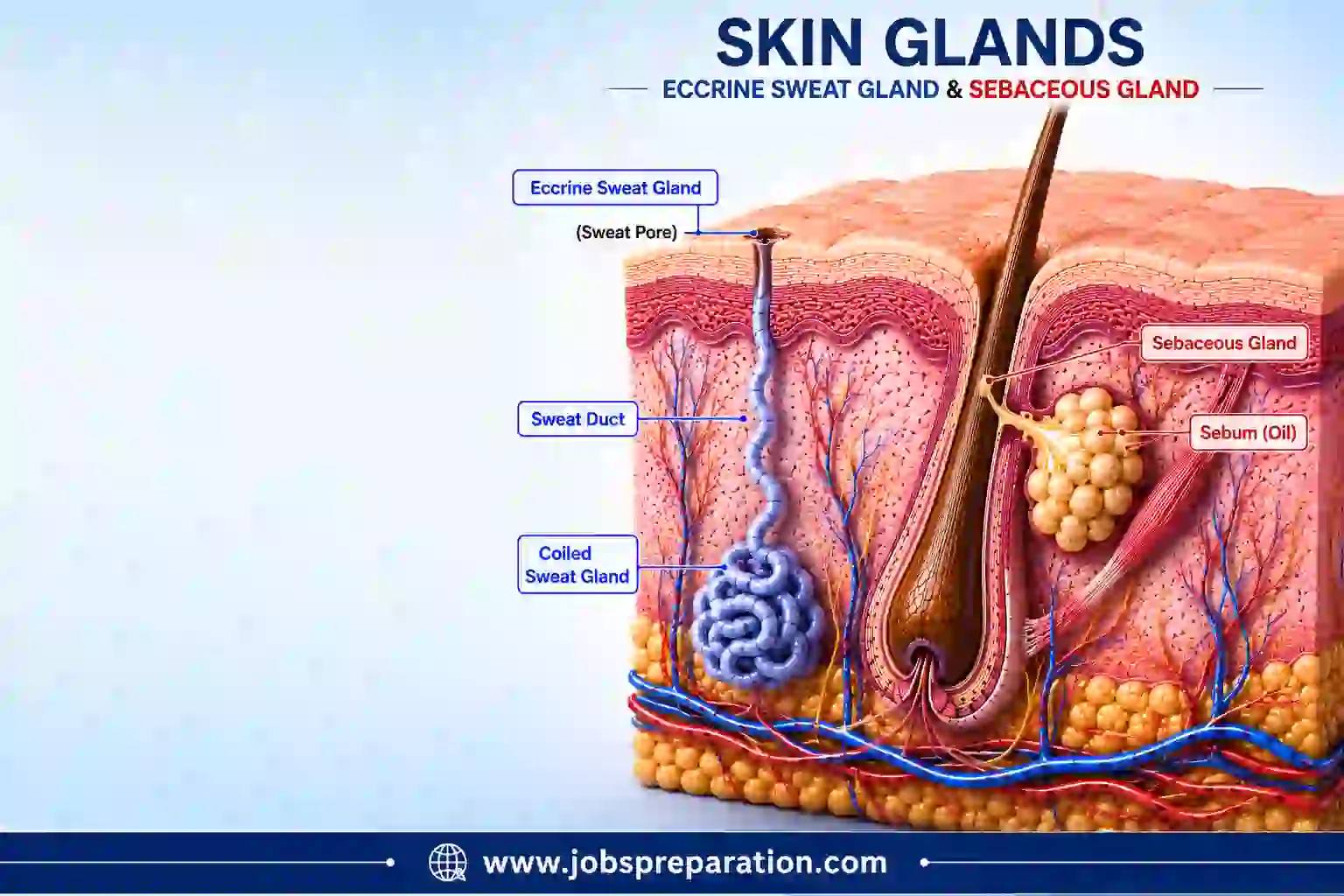 మానవ చర్మ గ్రంథులు మరియు విధులు | human skin structure mcq telugu part 4