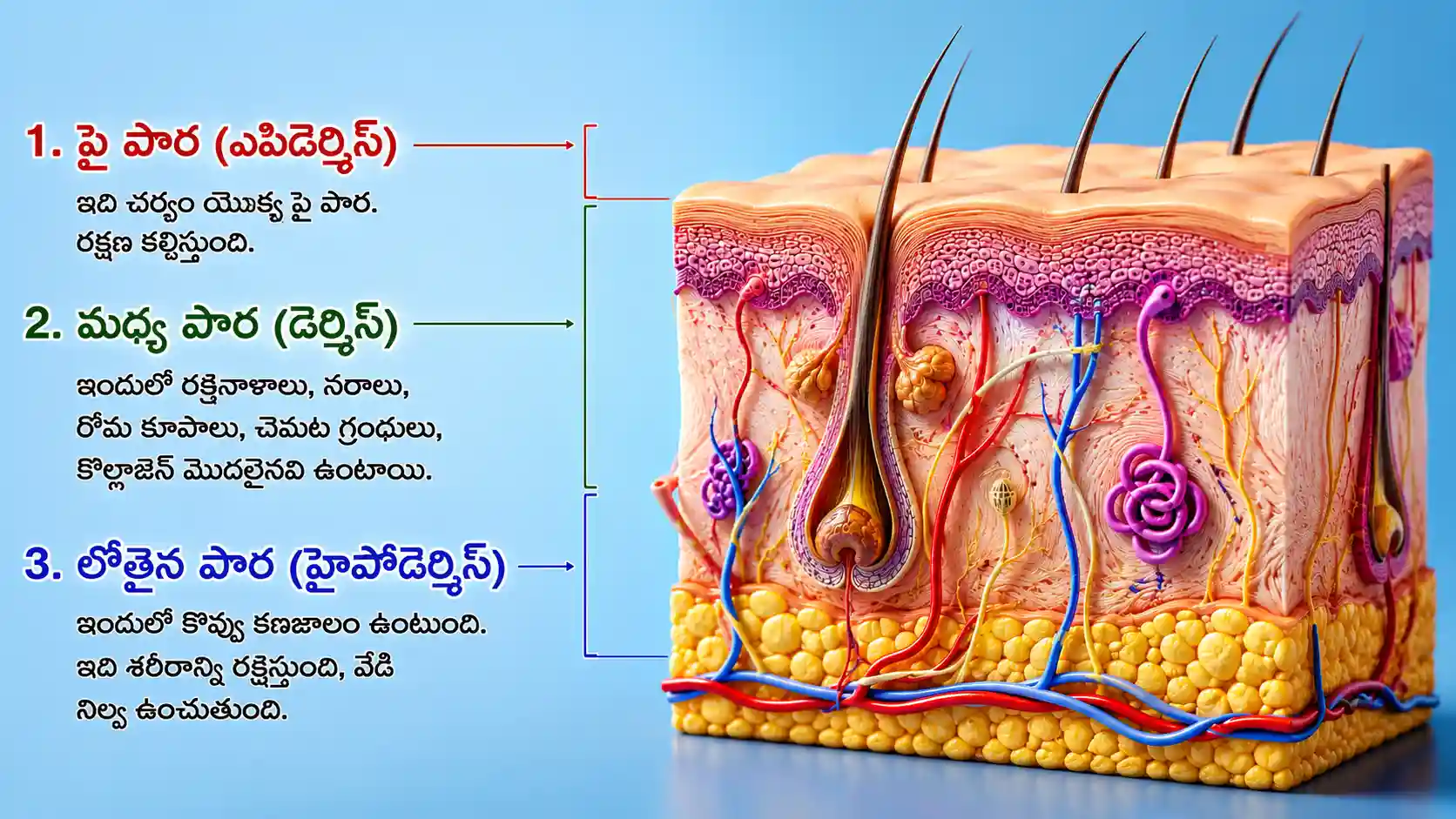 మానవ చర్మం మరియు ఎపిడెర్మిస్ | Human Skin Structure Telugu