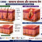 त्वचा ग्रंथियां स्वेद और सीबेसियस ग्रंथियां | human skin structure mcq hindi part 4